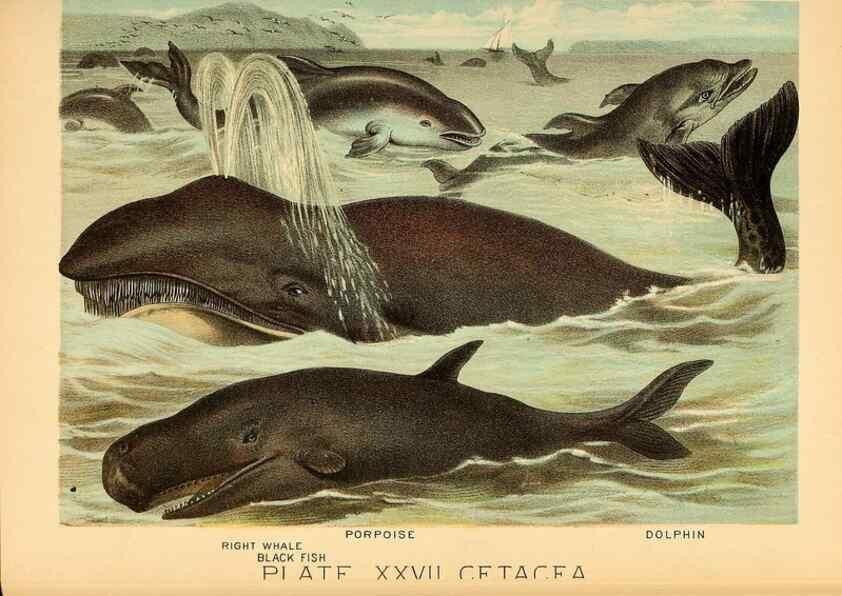 Reproducción/Reproduction 7268655456: Johnson's household book of nature,. New York,H.J.Johnson,[1880]