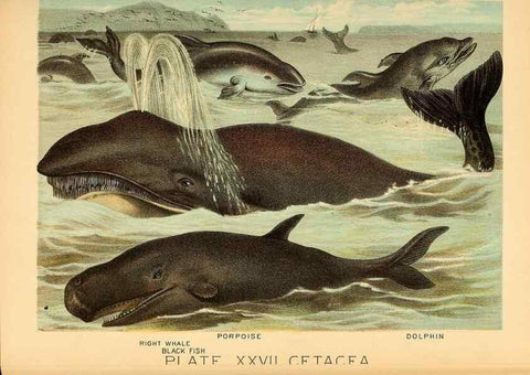 Reproducción/Reproduction 7268655456: Johnson's household book of nature,. New York,H.J.Johnson,[1880]
