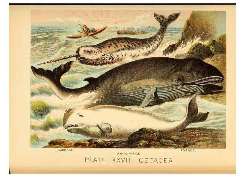 Reproducción/Reproduction 7268656580: Johnson's household book of nature,. New York,H.J.Johnson,[1880]