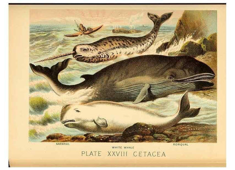 Reproducción/Reproduction 7268656580: Johnson's household book of nature,. New York,H.J.Johnson,[1880]