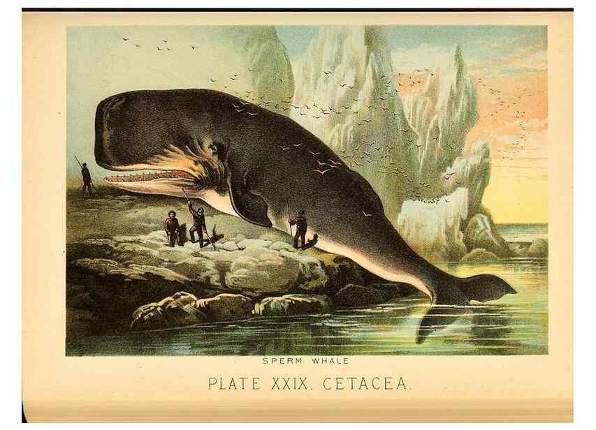 Reproducción/Reproduction 7268657942: Johnson's household book of nature,. New York,H.J.Johnson,[1880]
