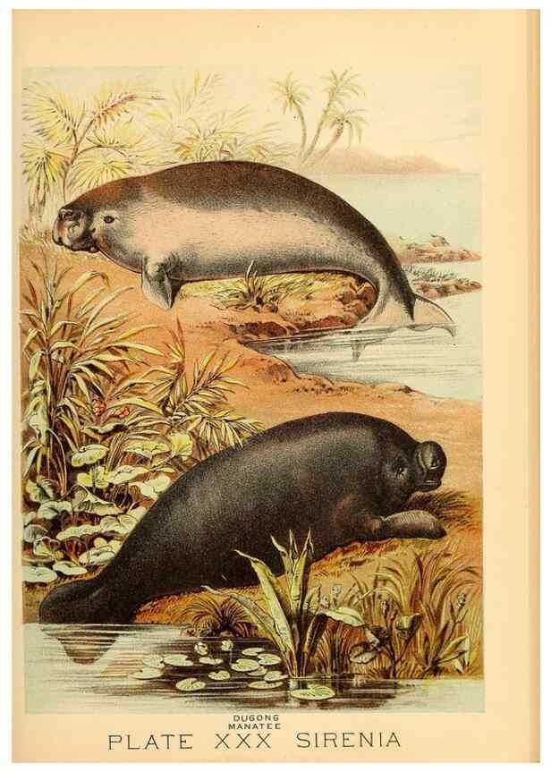 Reproducción/Reproduction 7268658798: Johnson's household book of nature,. New York,H.J.Johnson,[1880]