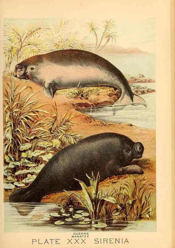 Reproducción/Reproduction 7268658798: Johnson's household book of nature,. New York,H.J.Johnson,[1880]