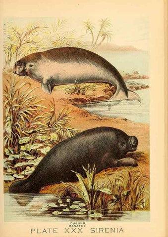 Reproducción/Reproduction 7268658798: Johnson's household book of nature,. New York,H.J.Johnson,[1880]