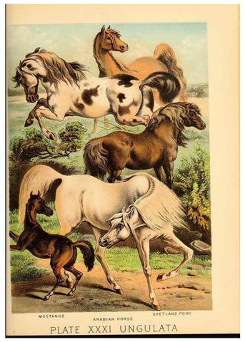 Reproducción/Reproduction 7268659590: Johnson's household book of nature,. New York,H.J.Johnson,[1880]