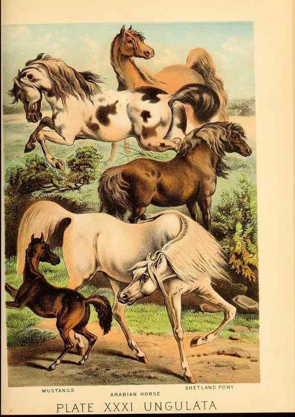 Reproducción/Reproduction 7268659590: Johnson's household book of nature,. New York,H.J.Johnson,[1880]