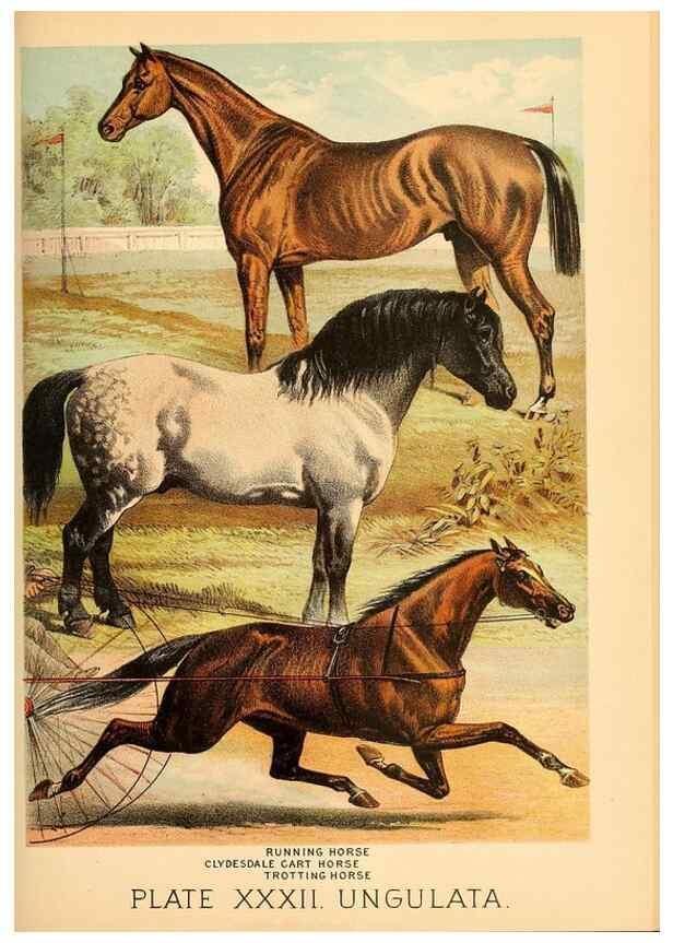 Reproducción/Reproduction 7268660754: Johnson's household book of nature,. New York,H.J.Johnson,[1880]