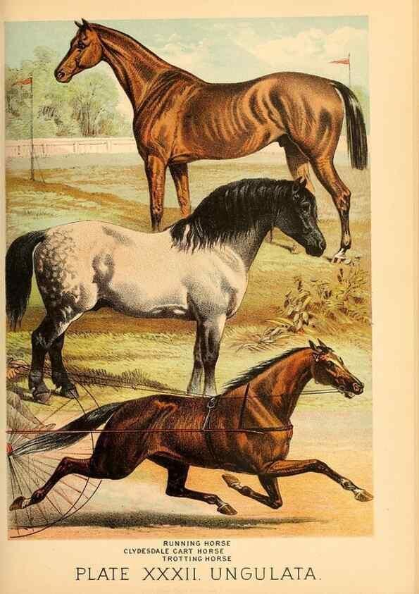 Reproducción/Reproduction 7268660754: Johnson's household book of nature,. New York,H.J.Johnson,[1880]