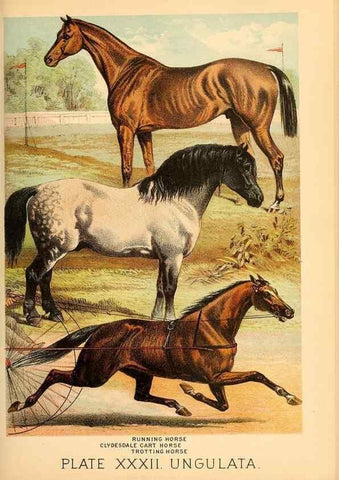Reproducción/Reproduction 7268660754: Johnson's household book of nature,. New York,H.J.Johnson,[1880]