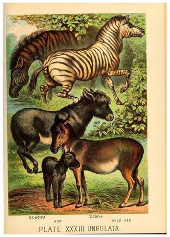 Reproducción/Reproduction 7268661638: Johnson's household book of nature,. New York,H.J.Johnson,[1880]