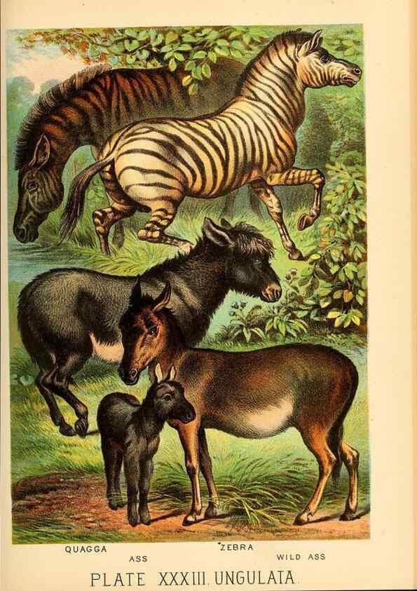 Reproducción/Reproduction 7268661638: Johnson's household book of nature,. New York,H.J.Johnson,[1880]