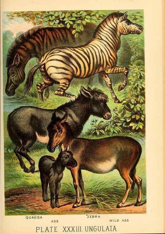 Reproducción/Reproduction 7268661638: Johnson's household book of nature,. New York,H.J.Johnson,[1880]