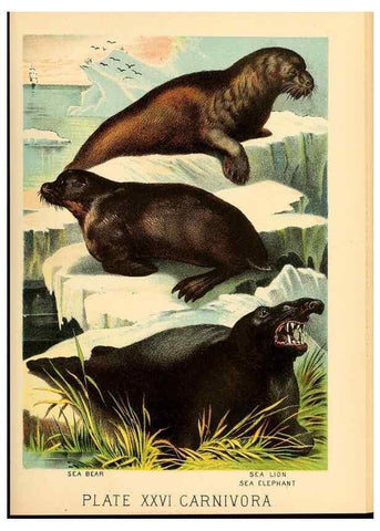Reproducción/Reproduction 7268654518: Johnson's household book of nature,. New York,H.J.Johnson,[1880]