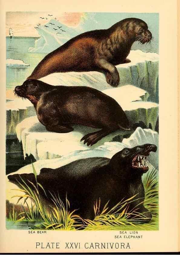 Reproducción/Reproduction 7268654518: Johnson's household book of nature,. New York,H.J.Johnson,[1880]
