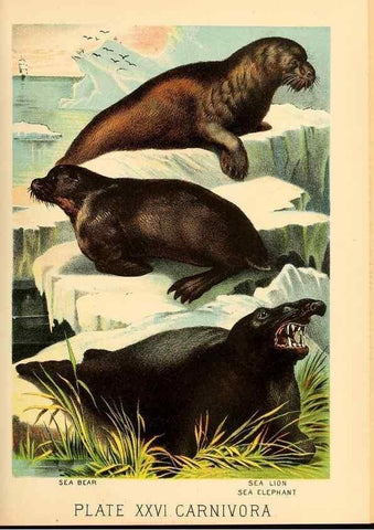 Reproducción/Reproduction 7268654518: Johnson's household book of nature,. New York,H.J.Johnson,[1880]