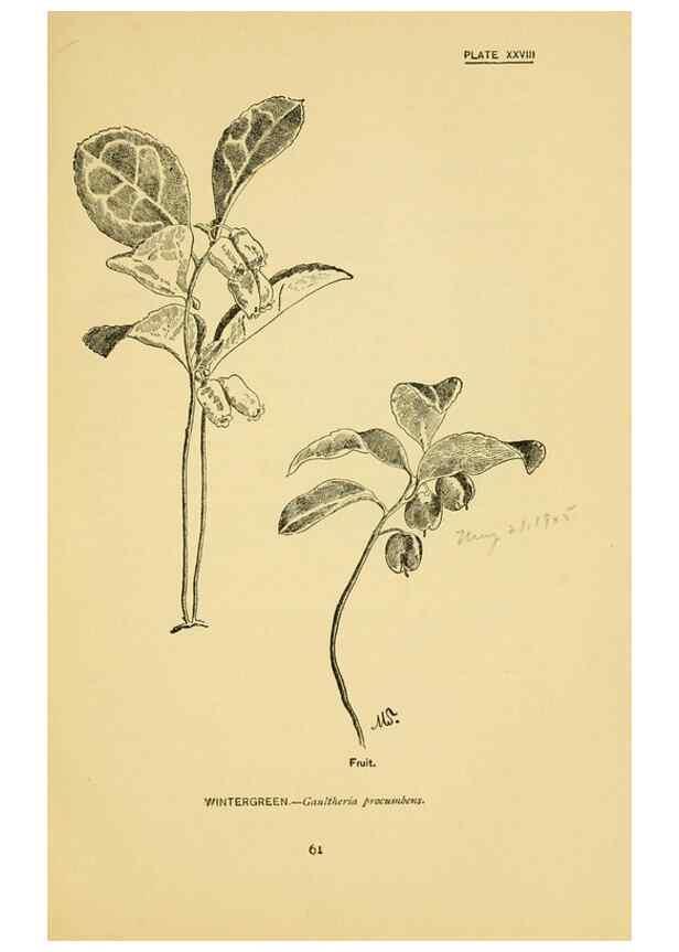 Reproducción/Reproduction 7248318090: How to know the wild flowers :. New York :Scribner's,1893.