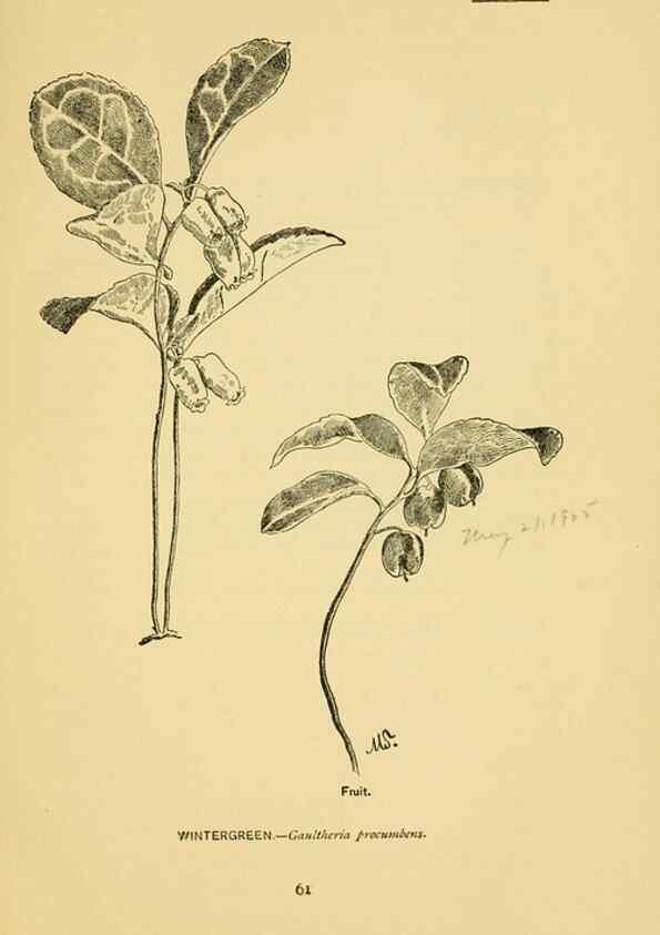 Reproducción/Reproduction 7248318090: How to know the wild flowers :. New York :Scribner's,1893.