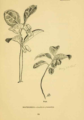 Reproducción/Reproduction 7248318090: How to know the wild flowers :. New York :Scribner's,1893.