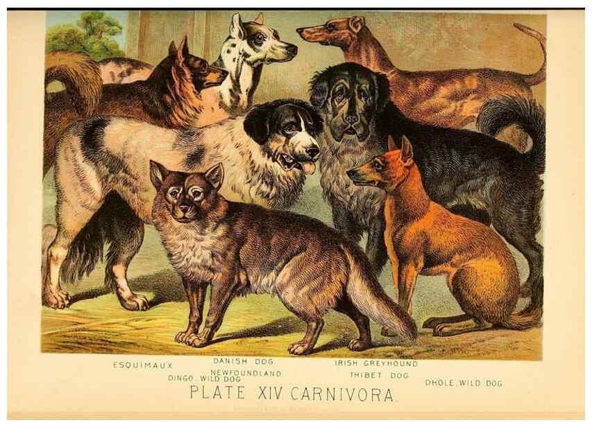 Reproducción/Reproduction 7268640236: Johnson's household book of nature,. New York,H.J.Johnson,[1880]