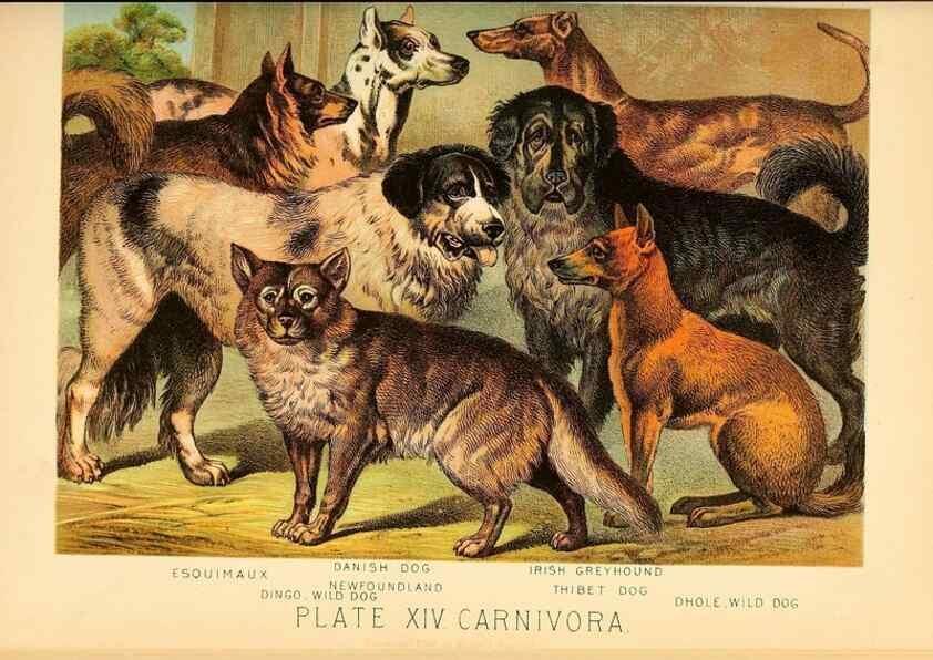 Reproducción/Reproduction 7268640236: Johnson's household book of nature,. New York,H.J.Johnson,[1880]