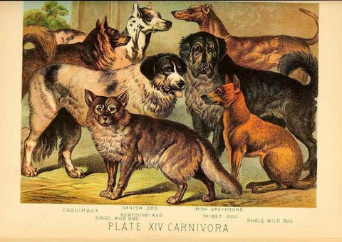 Reproducción/Reproduction 7268640236: Johnson's household book of nature,. New York,H.J.Johnson,[1880]