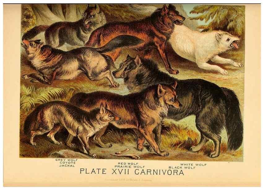 Reproducción/Reproduction 7268638202: Johnson's household book of nature,. New York,H.J.Johnson,[1880]
