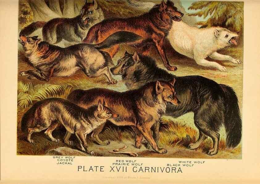Reproducción/Reproduction 7268638202: Johnson's household book of nature,. New York,H.J.Johnson,[1880]