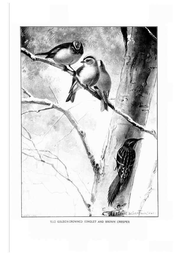 Reproducción/Reproduction 7262492910: Bird portraits,. Boston,Ginn & Company,1901.