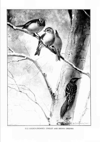 Reproducción/Reproduction 7262492910: Bird portraits,. Boston,Ginn & Company,1901.