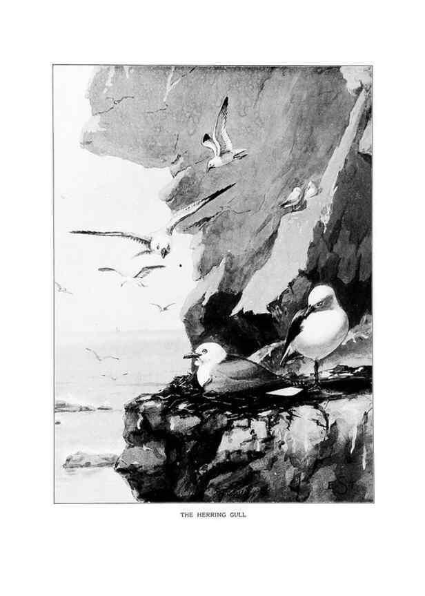 Reproducción/Reproduction 7262495580: Bird portraits,. Boston,Ginn & Company,1901.