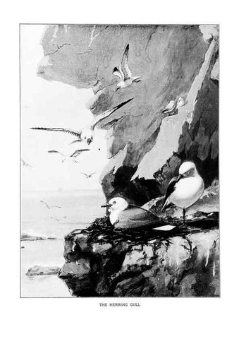 Reproducción/Reproduction 7262495580: Bird portraits,. Boston,Ginn & Company,1901.