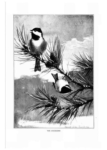 Reproducción/Reproduction 7262498940: Bird portraits,. Boston,Ginn & Company,1901.