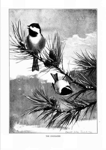 Reproducción/Reproduction 7262498940: Bird portraits,. Boston,Ginn & Company,1901.