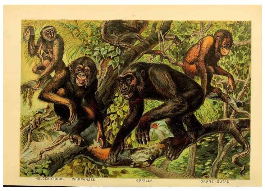 Reproducción/Reproduction 7268619716: Johnson's household book of nature,. New York,H.J.Johnson,[1880]