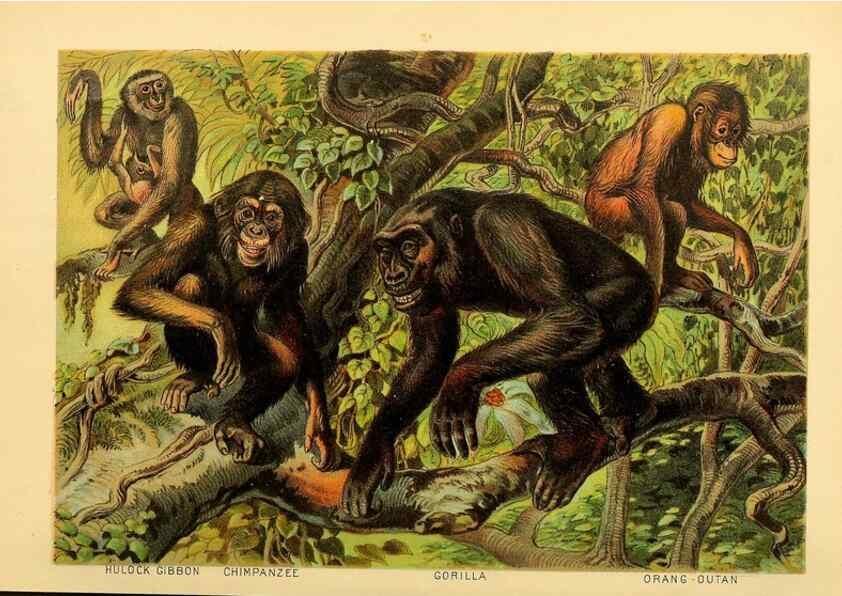 Reproducción/Reproduction 7268619716: Johnson's household book of nature,. New York,H.J.Johnson,[1880]