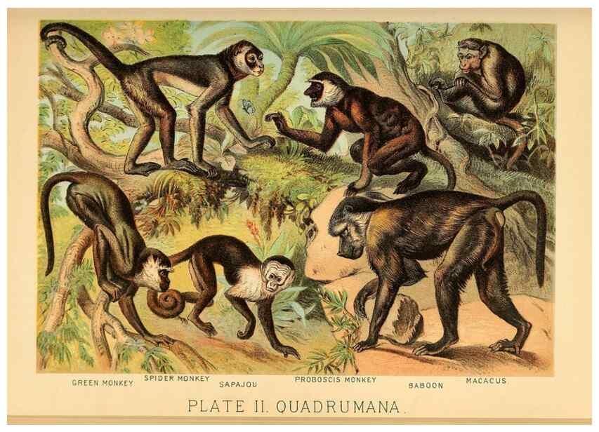 Reproducción/Reproduction 7268621892: Johnson's household book of nature,. New York,H.J.Johnson,[1880]