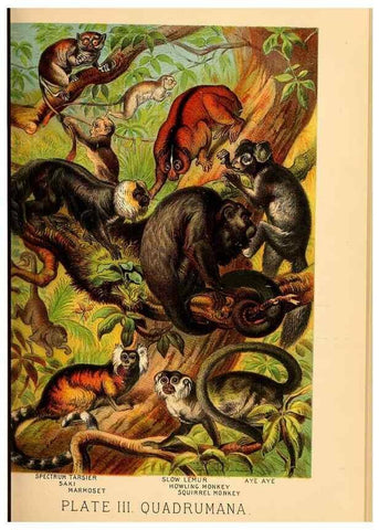 Reproducción/Reproduction 7268623988: Johnson's household book of nature,. New York,H.J.Johnson,[1880]