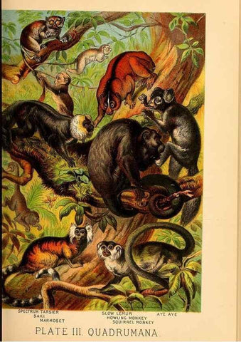 Reproducción/Reproduction 7268623988: Johnson's household book of nature,. New York,H.J.Johnson,[1880]