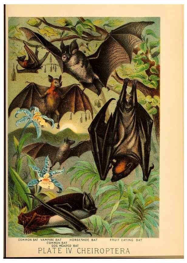 Reproducción/Reproduction 7268625486: Johnson's household book of nature,. New York,H.J.Johnson,[1880]