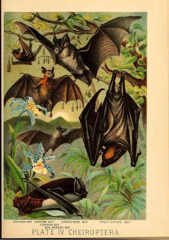 Reproducción/Reproduction 7268625486: Johnson's household book of nature,. New York,H.J.Johnson,[1880]