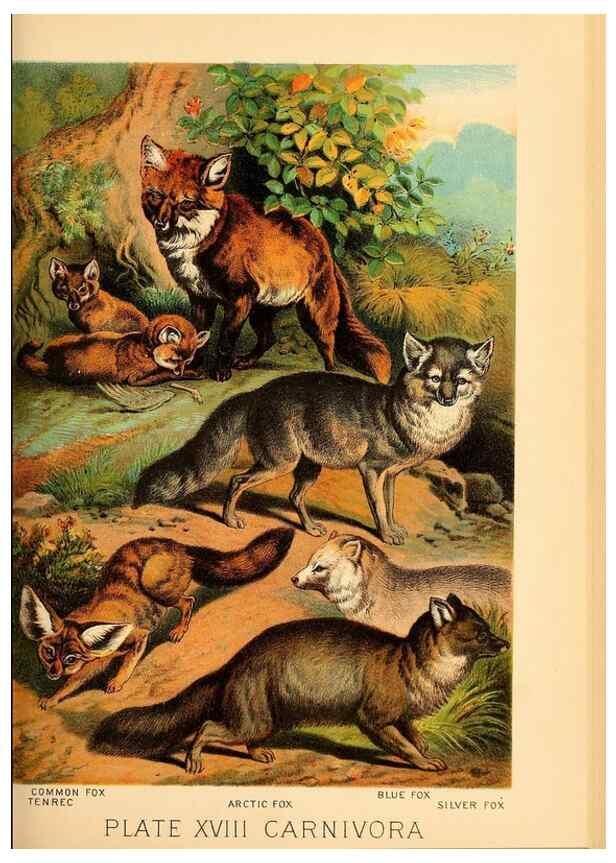 Reproducción/Reproduction 7268639146: Johnson's household book of nature,. New York,H.J.Johnson,[1880]