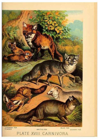 Reproducción/Reproduction 7268639146: Johnson's household book of nature,. New York,H.J.Johnson,[1880]