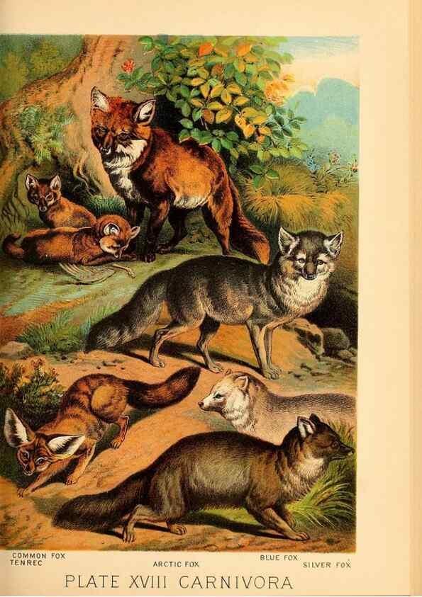 Reproducción/Reproduction 7268639146: Johnson's household book of nature,. New York,H.J.Johnson,[1880]