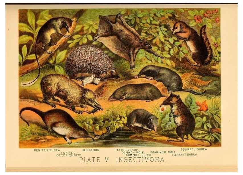 Reproducción/Reproduction 7268626790: Johnson's household book of nature,. New York,H.J.Johnson,[1880]