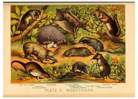 Reproducción/Reproduction 7268626790: Johnson's household book of nature,. New York,H.J.Johnson,[1880]
