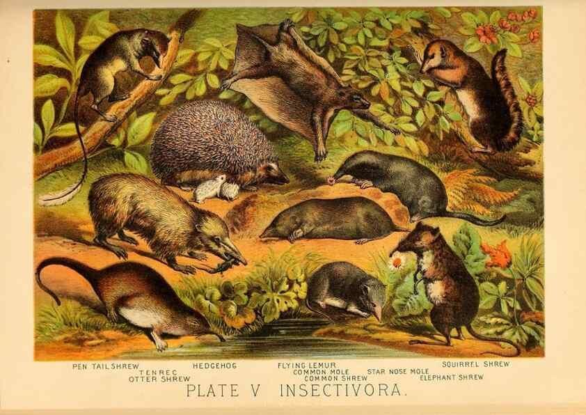 Reproducción/Reproduction 7268626790: Johnson's household book of nature,. New York,H.J.Johnson,[1880]