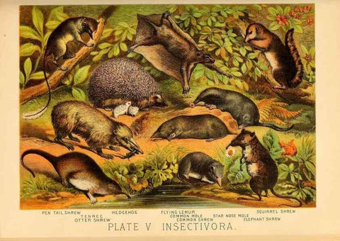 Reproducción/Reproduction 7268626790: Johnson's household book of nature,. New York,H.J.Johnson,[1880]