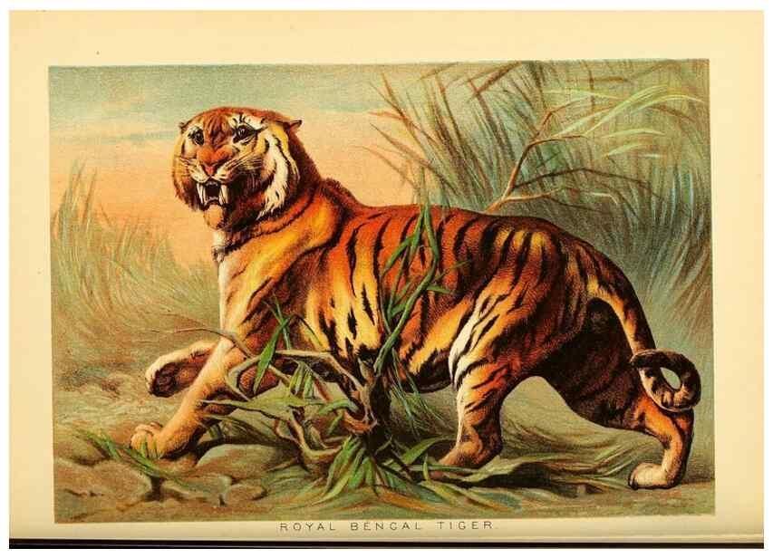 Reproducción/Reproduction 7268629268: Johnson's household book of nature,. New York,H.J.Johnson,[1880]