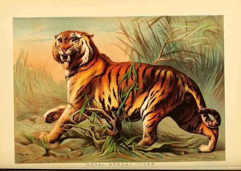 Reproducción/Reproduction 7268629268: Johnson's household book of nature,. New York,H.J.Johnson,[1880]