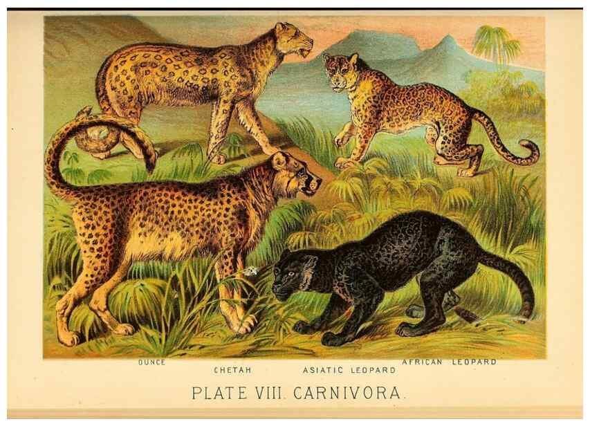 Reproducción/Reproduction 7268630318: Johnson's household book of nature,. New York,H.J.Johnson,[1880]
